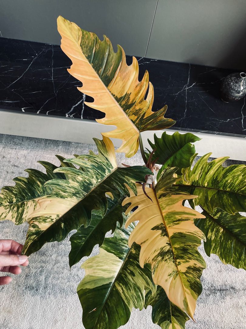Philodendron Caramel Marble Variegated, Furniture & Home Living ...