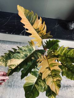 (Category: ) located in . Submitted by pompipiplants (Listing ID 1129241806, Image 1). Description: .