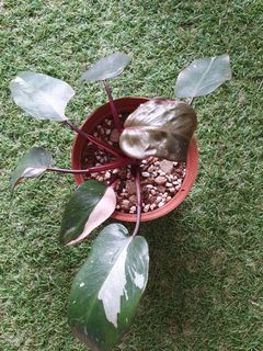 (Category: ) located in . Submitted by jotan90 (Listing ID 1129126646, Image 1). Description: .