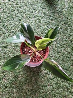 (Category: ) located in . Submitted by jotan90 (Listing ID 1129127792, Image 1). Description: .
