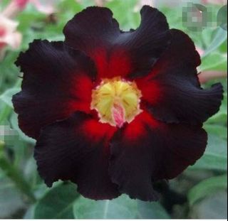 (Category: ) located in . Submitted by bloomwithgrace (Listing ID 1132731761, Image 1). Description: .