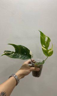 epipremnum pinnatum variegated