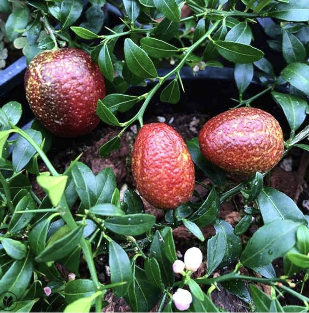 finger lime is fruiting, Furniture & Home Living, Gardening, Pots