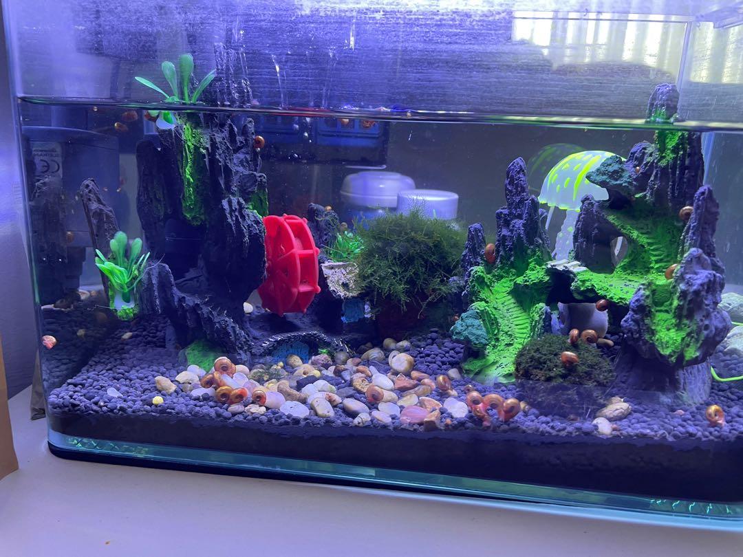 Free aquarium with snails, Pet Supplies, Homes & Other Pet Accessories on  Carousell