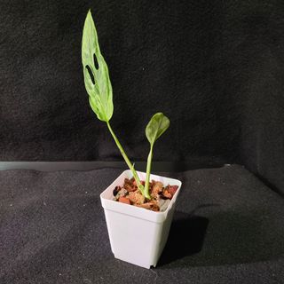 (Category: ) located in . Submitted by 1000green (Listing ID 1132666416, Image 1). Description: .