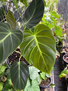 (Category: ) located in . Submitted by ntlc_plants (Listing ID 1132645668, Image 1). Description: .