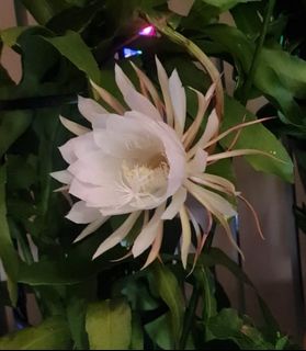 (Category: ) located in . Submitted by bloomwithgrace (Listing ID 1132602148, Image 1). Description: .