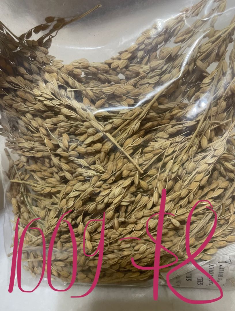 Hamster rice online