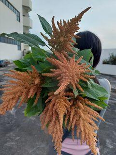 Amaranth 'hot biscuit' seeds