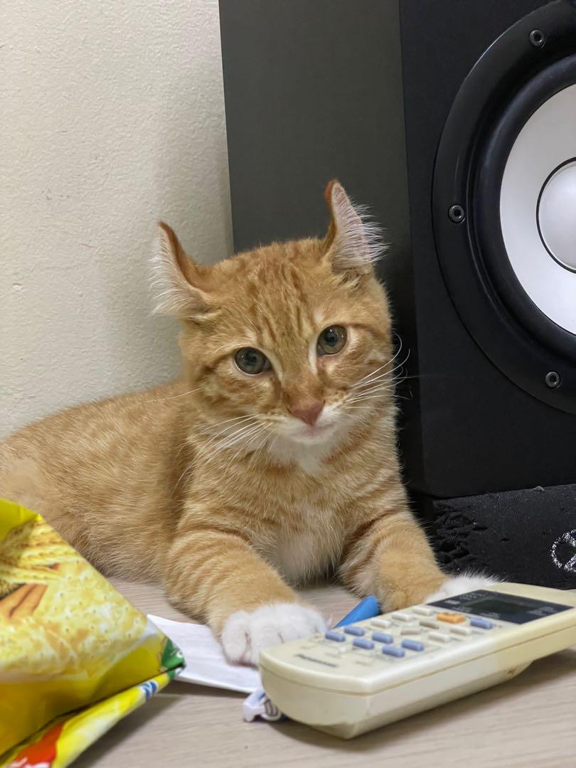 American curl 2025 kitten