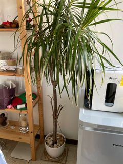 (Category: ) located in . Submitted by preluvdbyas (Listing ID 1132804813, Image 1). Description: .
