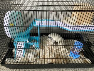 (Category: ) located in . Submitted by potatopeanutwigglebutt (Listing ID 1132743593, Image 1). Description: .