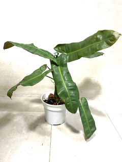 (Category: ) located in . Submitted by planterino (Listing ID 1132861887, Image 1). Description: .