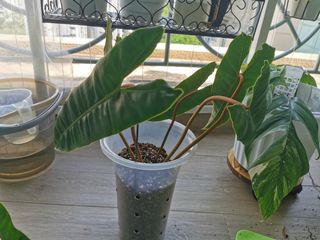 (Category: ) located in . Submitted by johnsoniwrasse (Listing ID 1132895383, Image 1). Description: .