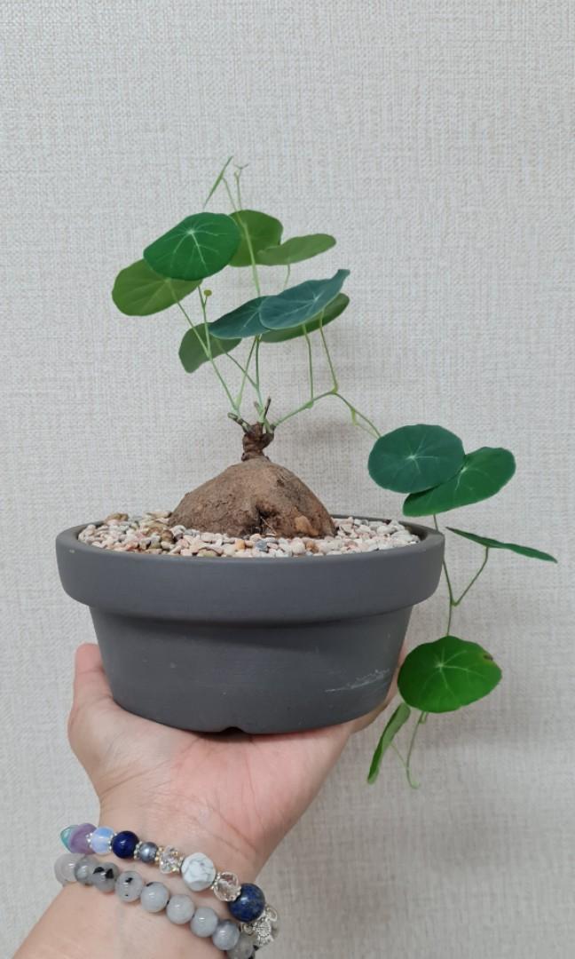 1 Bulb Stephania Suberosa Round Leaves Plant Rare Caudex Bonsai From Thailand 