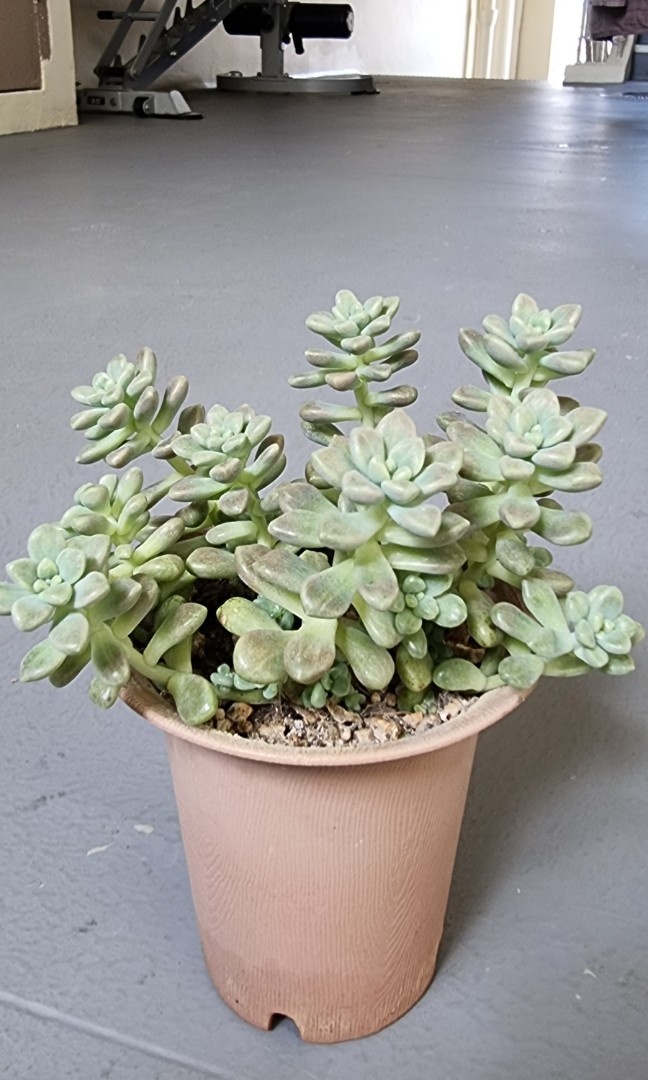 Succulent Plants Furniture Home Living Gardening Plants Seeds On Carousell
