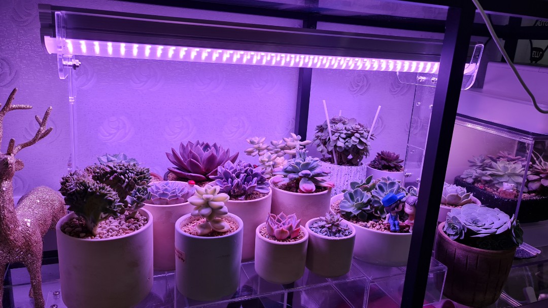 WEGA Pro Grow Light 60cm Furniture Home Living Lighting