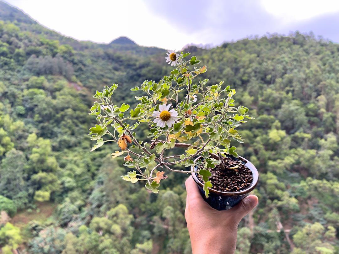 日本山野草 白花足摺野路菊 海鼠釉窯變三足盆 傢俬 家居 園藝 盆栽on Carousell