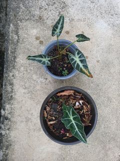 (Category: ) located in . Submitted by bc.garden (Listing ID 1132916830, Image 1). Description: .