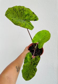 (Category: ) located in . Submitted by plants_lah (Listing ID 1132974884, Image 1). Description: .