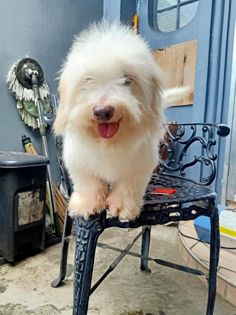 Coton De Tulear for stud, Pet Supplies, Homes & Other Pet Accessories