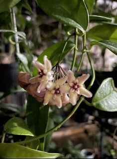 (Category: ) located in . Submitted by garden_edit (Listing ID 1133096254, Image 1). Description: .