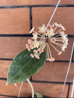 (Category: ) located in . Submitted by garden_edit (Listing ID 1131545375, Image 1). Description: .