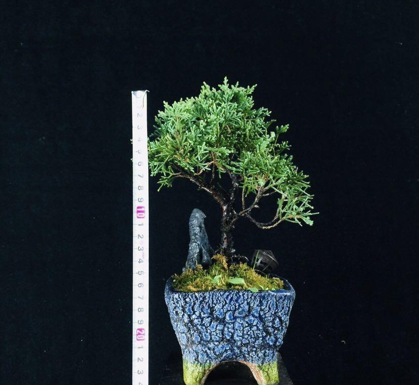 🇭🇰HK)平民價🈹🈹盆景Bonsai 景天藝術品園藝保證全部實物絕無p圖日本