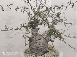 （分類：）位於 。 由 plant.caudex 提交（商品編號 1133147321，圖片 1）。簡介： 。
