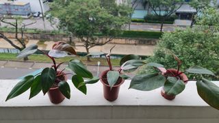(Category: ) located in . Submitted by thaksin2015 (Listing ID 1133138434, Image 1). Description: .