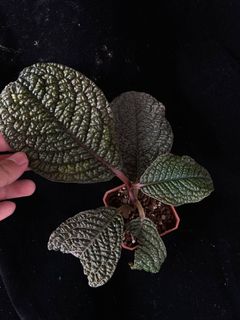 (Category: ) located in . Submitted by orchidspeciesplus (Listing ID 1133109114, Image 1). Description: .