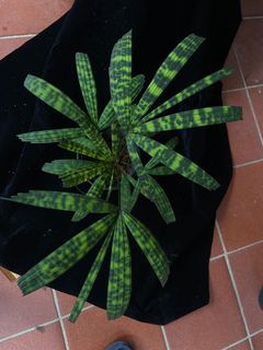(Category: ) located in . Submitted by orchidspeciesplus (Listing ID 1133111819, Image 1). Description: .