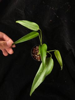 (Category: ) located in . Submitted by orchidspeciesplus (Listing ID 1133108375, Image 1). Description: .