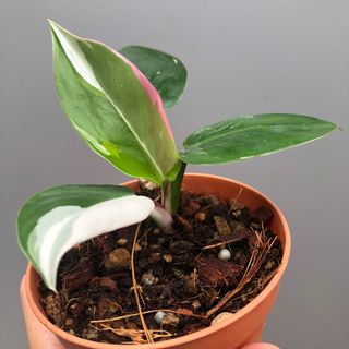 (Category: ) located in . Submitted by plant.anything (Listing ID 1133153008, Image 1). Description: .