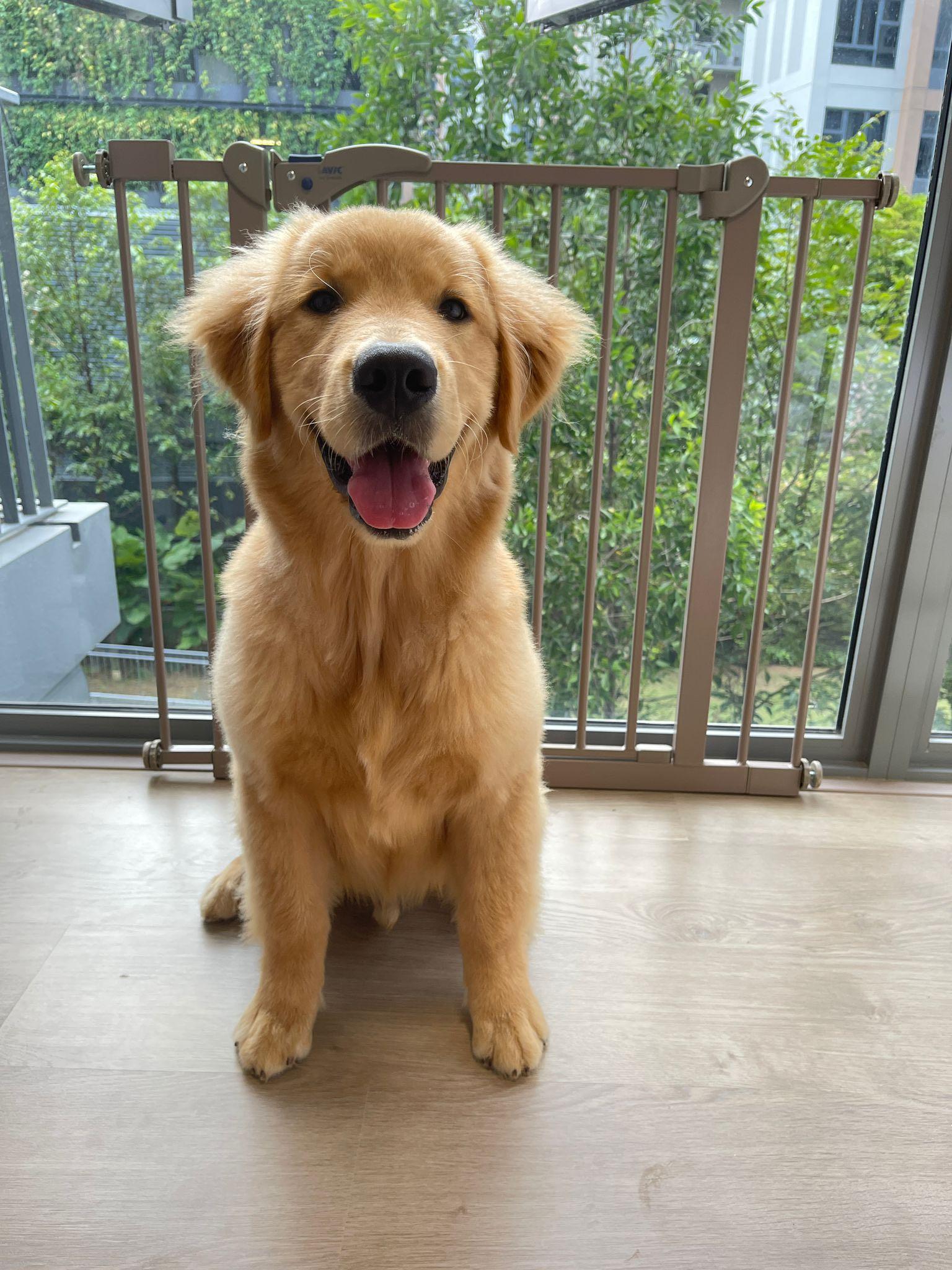 dog accessory for $100