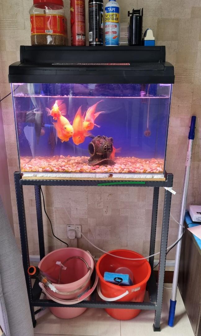 Parrot fish and goldfish in one tank top