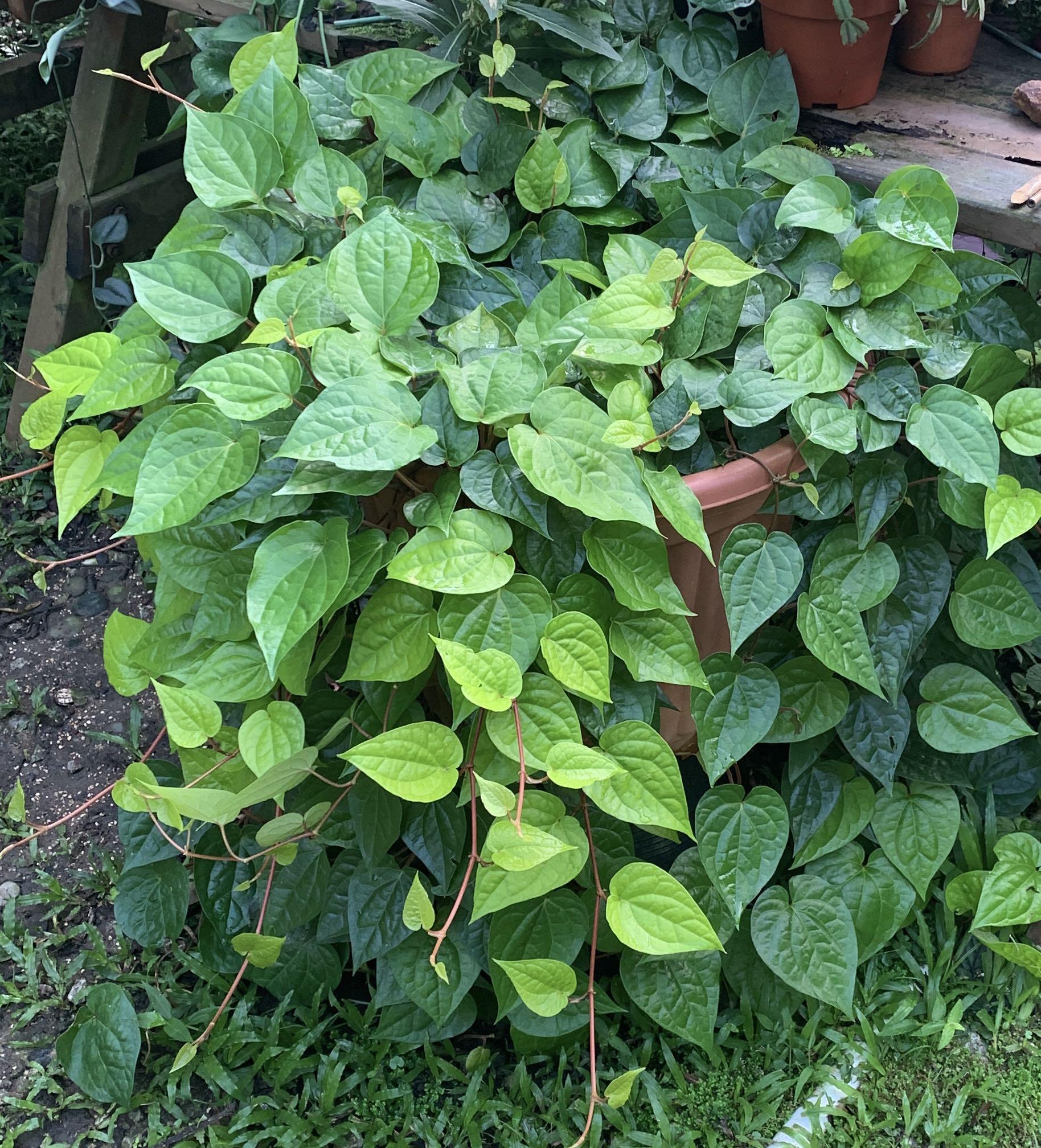 Betel Leaves For Sales Furniture Home Living Gardening Plants Seeds On Carousell