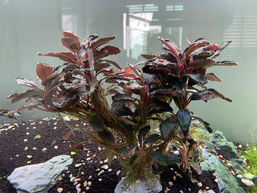 ブセファランドラ Deep purple (AZ0819-4) 子株 水上葉