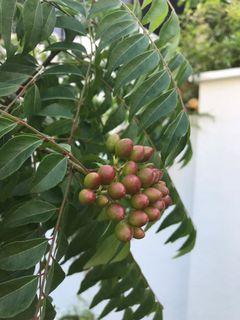 Curry Leaves - seeds