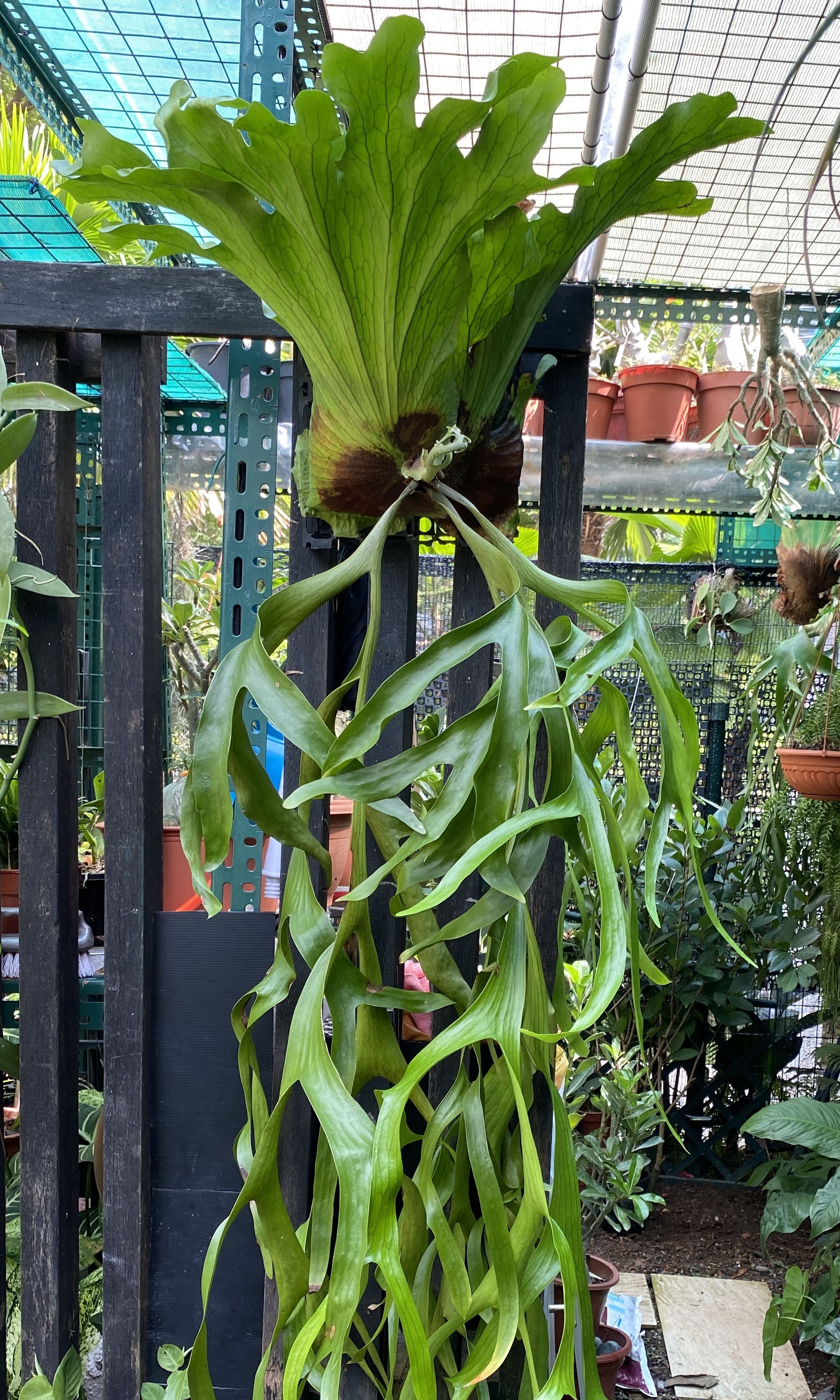 ELKHORN FERN A, Furniture & Home Living, Gardening, Plants & Seeds on