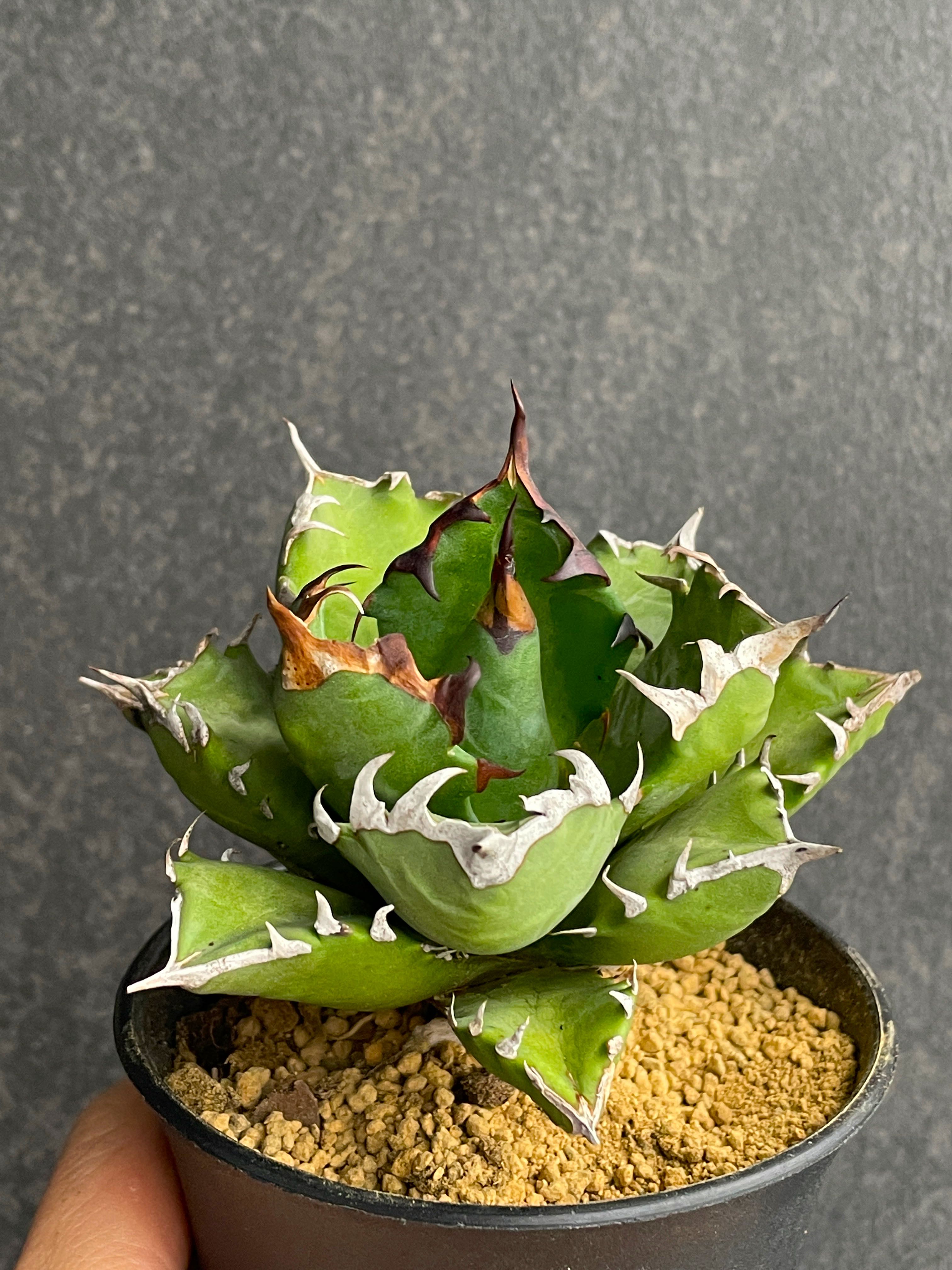 アガベ：チタノタ 姫仁王冠 3号鉢植え の通販 | 園芸ネット