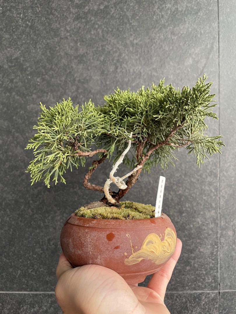新入荷 糸魚川真拍柏盆栽 株立