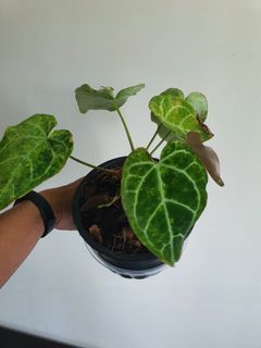 (Category: ) located in . Submitted by bc.garden (Listing ID 1133701028, Image 1). Description: .