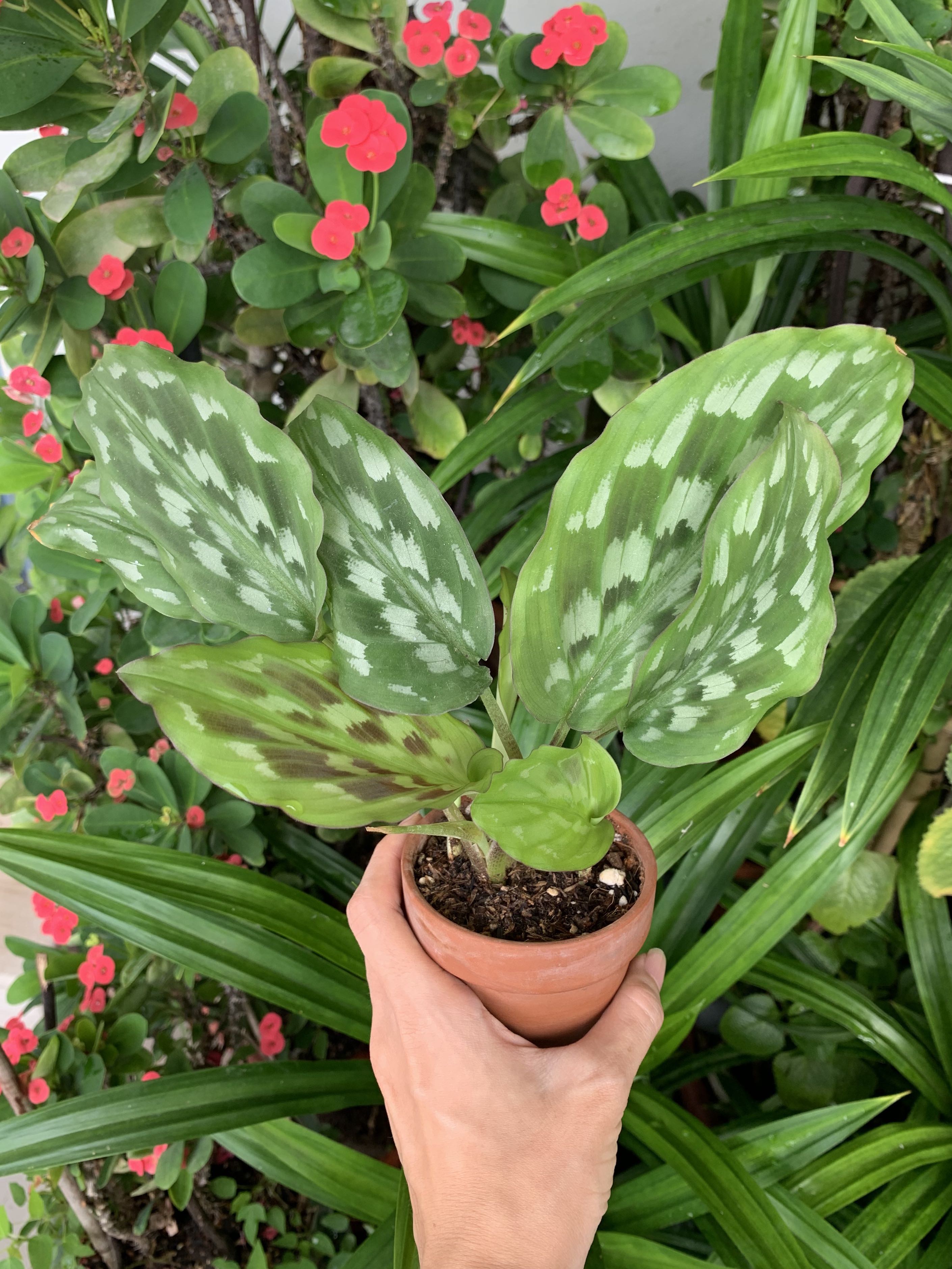 Kaempferia elegans shazam, Furniture & Home Living, Gardening, Plants