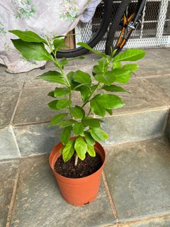 (Category: ) located in . Submitted by gardenertang (Listing ID 1133634717, Image 1). Description: .
