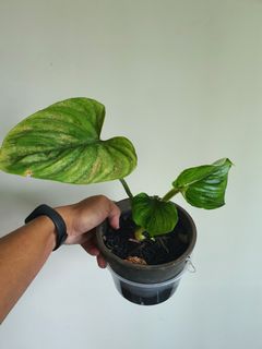 (Category: ) located in . Submitted by bc.garden (Listing ID 1133701174, Image 1). Description: .