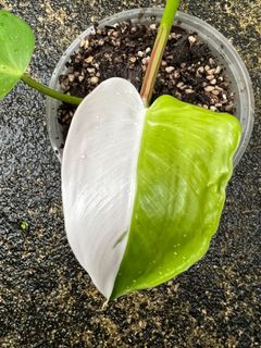 (Category: ) located in . Submitted by plantslover77 (Listing ID 1133739877, Image 1). Description: .
