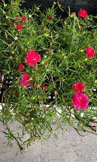 Portulaca grandiflora