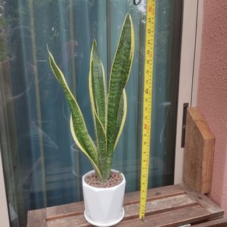 (Category: ) located in . Submitted by z.l.w (Listing ID 1133614232, Image 1). Description: .
