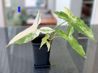 (Category: ) located in . Submitted by phylplants (Listing ID 1133605944, Image 1). Description: .